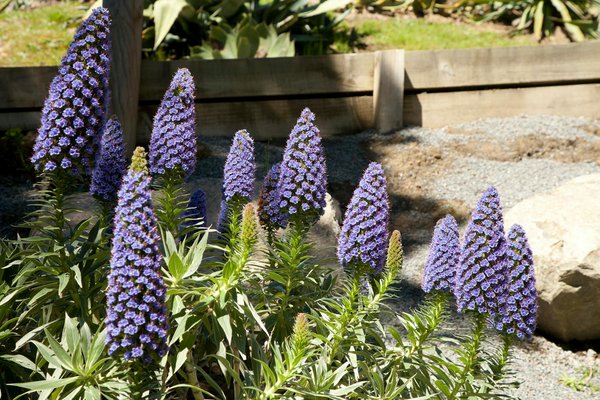 Maîtriser l'Art du Potager en Balcon : Cultivez vos Légumes à Partir de Semences